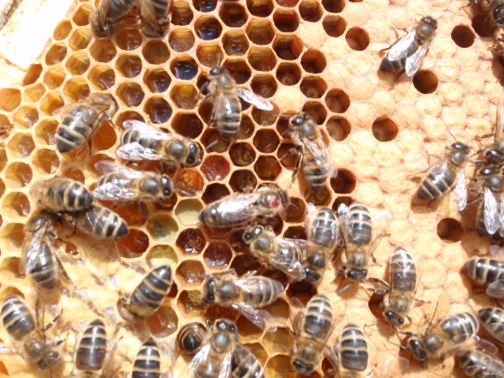 New Red Queen on edge of brood nest - eggs, larvae and sealed brood.