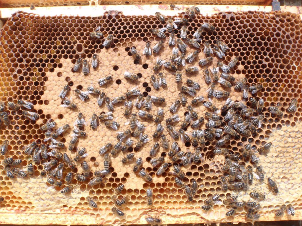 New Red Queen pictured sitting on edge of sealed brood at about the 7 o'clock position