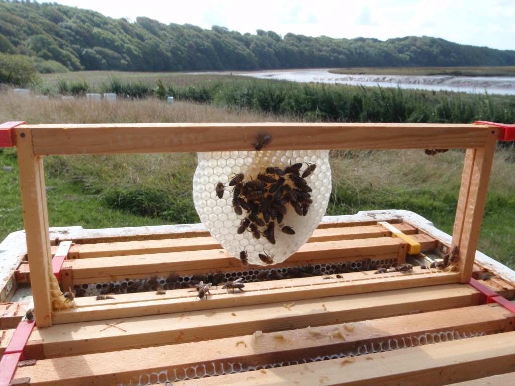 Fresh comb without foundation