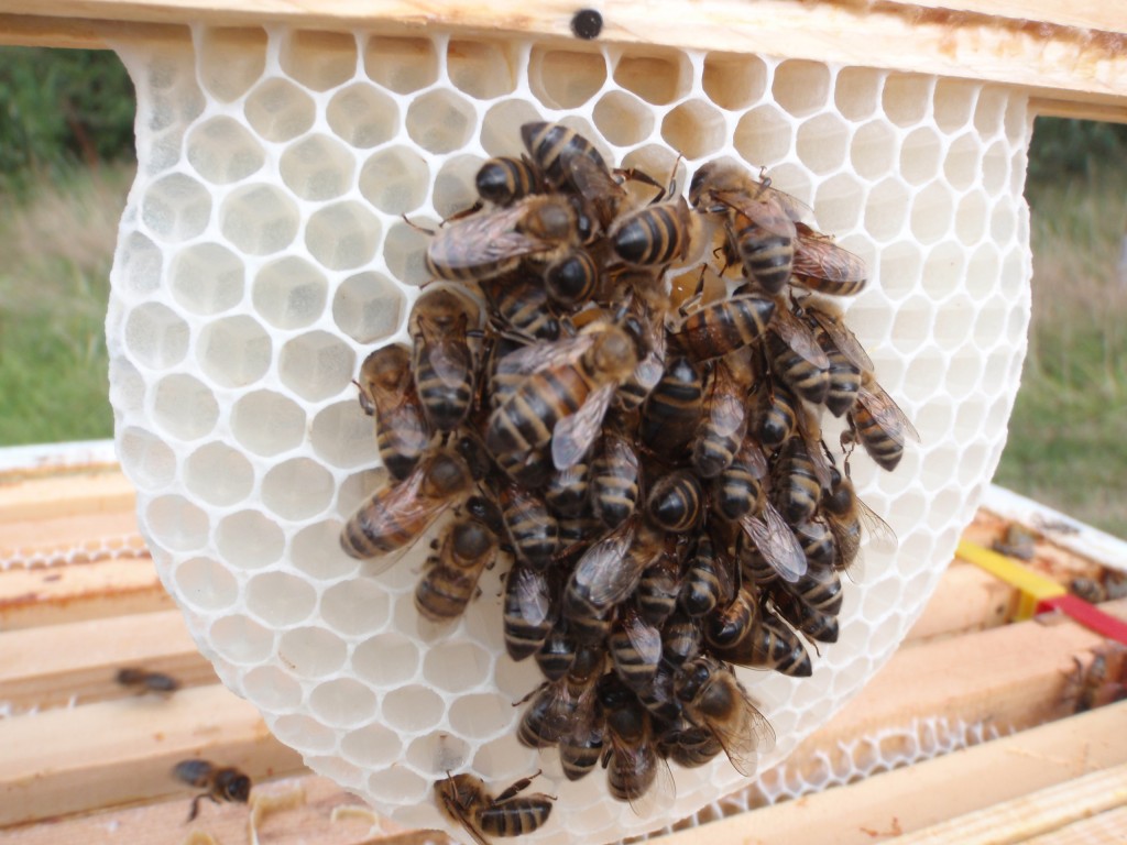 close up showing bees hiding their honey