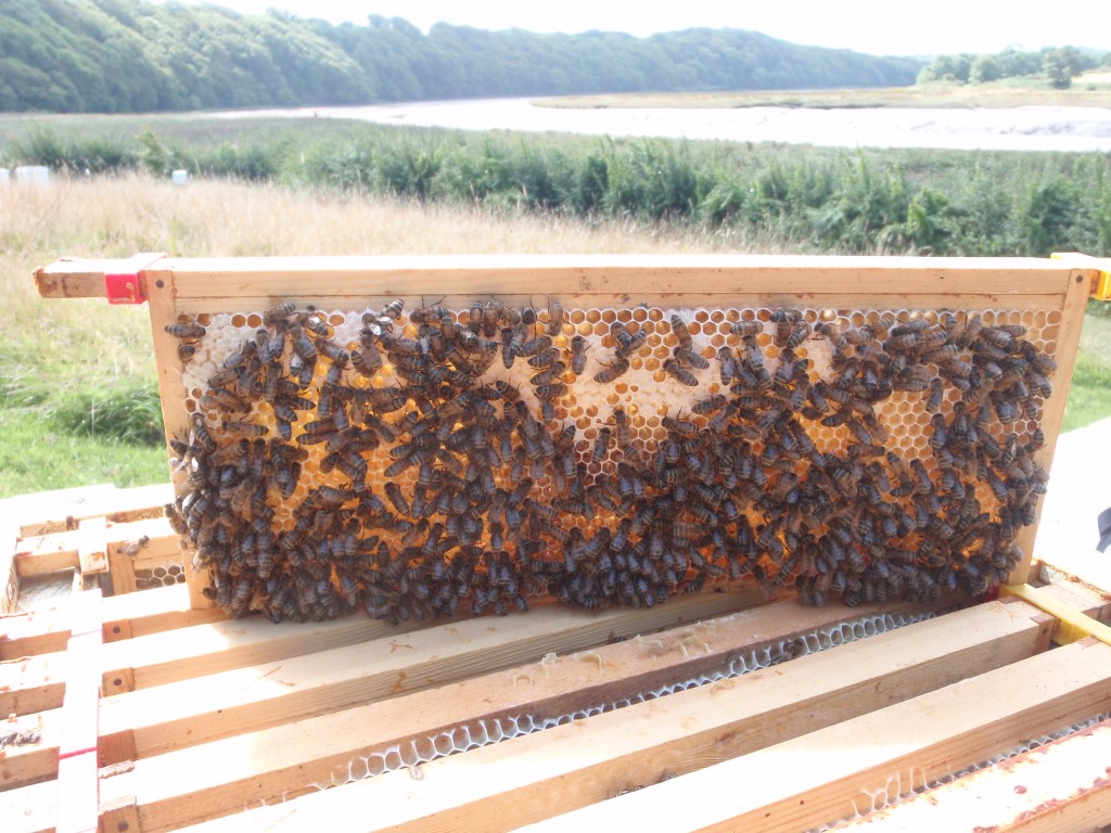 Mid August Honey being laid down